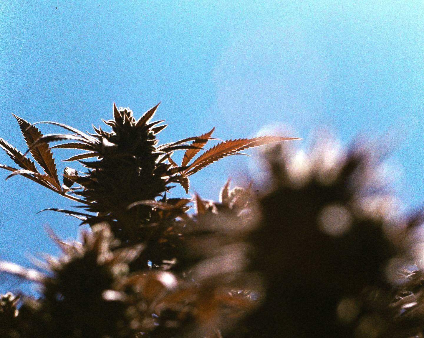 Planta de cannabis em silhueta contra o céu aberto